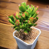 多肉组合盆栽阳台盆栽喜阳植物新手福利按图发货品种花卉好养 吸财树【6-8厘米】1年桩带八角盆