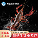 海蕴极鲜【活鲜】鲜活小龙虾 新鲜清水新鲜活虾烧烤食材年货春节送礼 1000g（4-6钱）40-50只