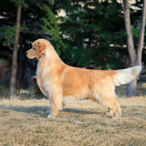 梦茜儿纯种金毛幼犬活体宠物狗导盲犬家养金毛小狗狗双血统金毛犬幼崽 宠物级 视频挑选 母