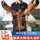 海宏盈【活鲜】大龙虾鲜活波龙波斯顿大龙虾波士顿大虾海鲜生鲜年货送礼 1.3-1.5斤/只