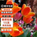 耘淘郁金香种球水培5度球花卉绿植种子土培植物水养盆栽室内室外耐寒 希望 阿波罗精华5球+2包肥料