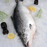 拾贝壳新疆三文鱼整条三文鱼刺身寿司生鱼片冰鲜三文鱼 新疆三文鱼 5斤 装整条