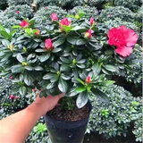 萌肉居杜鹃花四季种植盆栽花卉室内外开花植物杜鹃花苗原盆源头直发