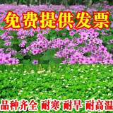 鑫意进口三叶草种子红三叶白三叶种籽幸运草四季常青耐寒绿化草坪草籽 包衣混合杂三叶草种1斤