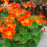 长春花种子日日春天天开花种籽易活四季播种庭院阳台盆栽耐热花卉 旱金莲200粒/送肥料