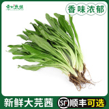 大芫荽新鲜泰国香菜食用冬阴功汤食材刺芹大香菜芫茜香料蔬菜调味 【顺丰可选】 250g