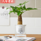 雅卉水培植物盆栽发财树办公室内小绿植芦荟吊兰花卉盆栽好养 【懒人盆】发财树 含盆