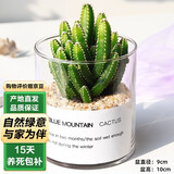 泰西丝仙人球多肉植物盆栽绿植花卉摆件组合四季好养肉肉盆景源头直发