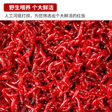 梦达鲜活红虫特大号公虫活体活饵喂鱼饵拉饵鲫鱼野钓饵料钓鱼蚯蚓 【中通】特大红虫30克(无赠品)