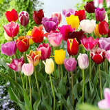 荷兰进口郁金香种球可水培土培室内室外阳台盆栽秋冬耐寒花卉植物 进口 郁金香种球【颜色随机】 【5球】+肥