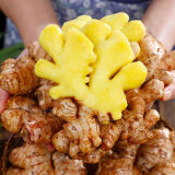 云南小黄姜 现挖生姜 自种老姜鲜姜 罗平生姜 新鲜蔬菜 火锅食材 小黄姜 5斤 （精选装）