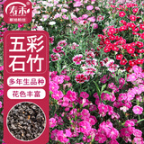 寿禾 石竹花种子苗盆栽庭院室内外种植花卉种籽 五彩石竹种子约1000粒