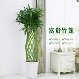 植男植女富贵竹观音竹笼转运客厅大型绿植盆栽室内办公室开业乔迁源头直发