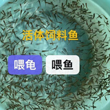 活体饲料鱼麦穗鱼小鱼苗喂龙鱼罗汉鳄龟开口饲料鱼淡水鱼活鱼包活 饲料鱼1-2厘米30条送10%防损