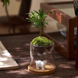 八芽趣味鲜活苔藓微型景观创意室内桌面生态绿植盆栽盆景懒人好养植物 观山罗汉松-小白熊-含竹底托 带玻璃杯