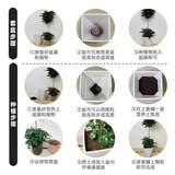桌面有花鸭脚木客厅大盆栽室内阳台造型绿植物鸭掌木鹅掌财落地式大型摆件 中号陶粒4升【只赠不卖】