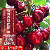 四万公里【买一送一】车厘子树苗布鲁克斯樱桃树水果树苗南北方种盆栽地栽