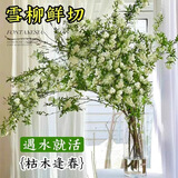 萌肉居 鲜枝雪柳干枝水养龙柳插花雪柳约45cm30支+随机玻璃瓶源头直发