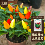 北蔬 七彩椒种子苗盆栽观赏五彩小泡椒辣椒种籽 七彩小尖椒种子300粒