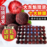 秒时鲜特甜现摘东魁杨梅特大果礼盒浮宫当季杨梅新鲜水果/仙居东魁杨梅 现采尝鲜 |精品果160颗礼盒1300g