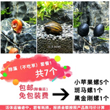 卡奇鱼 淡水除藻观赏螺 吃褐藻丝藻 青苔 黑毛清缸吃垃圾清洁鱼缸工具螺 观赏螺除藻套餐A