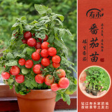 寿禾 蔬菜苗活苗带土发货大全菜苗种苗春夏各种秧苗山东寿光苗子阳台 红矮生番茄苗6棵