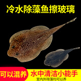 冷水清洁鱼贵州爬岩鳅双吸盘除藻清理残渣吃青苔不加温鱼缸清洁工 7-8cm爬岩鳅3条送2个备损共5条