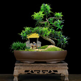 瀚林怡景（HANLINYIJING）小叶雀舌罗汉松盆景植物树桩造型老桩室内绿植客厅办公室桌面盆栽 雀舌罗汉松S型-小桥流水-木座
