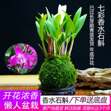 艾莹七彩香水石斛兰花四季开花好养绿植浓香型石斛室内植物花卉盆栽 12-15苗七彩石斛当年开花 苔藓球配底座