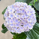 绿有意绣球花苗无尽夏四季开花绣球花盆栽庭院好养的花卉植物室内花 万华镜中苗（优质苗包开花） 带盆栽好