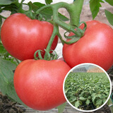 寿禾西红柿苗秧大全蔬菜苗千禧苗活苗圣女果苗小番茄批发普罗旺斯 老品种西红柿苗 3棵