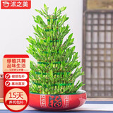 沭之美富贵竹塔水培植物宝塔竹水养竹塔 8层竹塔+红福陶瓷盆 源头直发