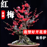 语安四季开花梅花盆栽树苗红梅盆景树桩耐寒室内室外植物花卉带花盆栽 5年红梅嫁接苗（当年开花）