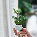 八芽海岛罗汉松指尖微型盆栽桌面小绿植迷你拇指好养植物源头直发包邮 迷你狼尾蕨（拇指白盆） 陶瓷盆-带盆栽好