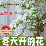 沭之美干枝雪柳银柳龙柳鲜枝水养插花水培植物室内花卉好养绿植遇水开花 雪柳高约90厘米20支 不含盆