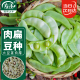 寿禾 扁豆种子眉豆家庭种植蔬菜种籽 潍育系列肥头大耳肉扁豆种子15粒
