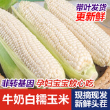 顾果鲜新鲜白糯牛奶玉米当季现摘带皮嫩苞谷代餐甜糯玉米棒子蔬菜整箱 9斤