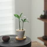 八芽盆栽竹柏室内客厅好养花卉绿植办公植物桌面植物盆景源头直发包邮 竹柏-手工锤纹杯-竹底托 陶瓷盆-带盆栽好