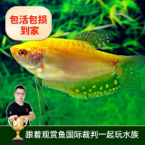云峰海瑞 小型热带鱼观赏鱼活体红绿灯鱼淡水水族鱼宠物虎(四间鱼)皮鱼 黄曼龙鱼3条