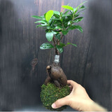 爱你一万年苔藓球水培植物盆景蕨类米竹文竹菖蒲春雨六月雪镜面草发财树盆栽 人参榕+苔藓球栽好