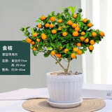 墨一金桔盆栽四季桔室内庭院树苗植物 大号木桶白塑盆金桔 源头直发