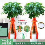 绿韵花田【两小时达】步步高发财树盆栽植物室内大型植物客厅开业公司门口 单杆发财树一对