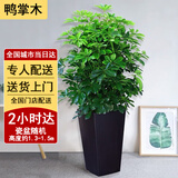 绿韵花田【两小时达】发财树金钱树散尾葵天堂鸟大型室内开业送礼好养绿植 八方来财鸭架木
