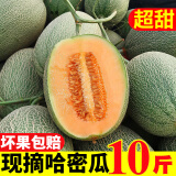 枝遥（ZHIYAO）现摘哈密瓜10斤装海南 生鲜水果网纹瓜蜜瓜冰淇淋玉菇当季 哈密瓜净重8-8.8斤 两个到四个