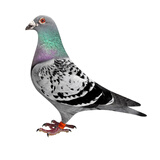 信鸽鸽子活体血统鸽成绩赛鸽幼鸽种鸽清棚鸽外血种鸽一对詹森信鸽 黑羽点种鸽 一只母