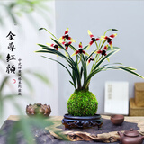 艾莹有香味的兰花苗 建兰金尊红颜 四季兰带金边室内阳台花卉盆栽绿植 金尊红颜2苗带苔藓球配底座