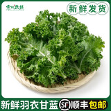 羽衣甘蓝新鲜蔬菜食用榨汁烤片健身轻食2斤西餐沙拉蔬菜 【顺丰直达】 500g