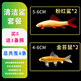 森悠（SARYOR）金苔鼠淡水鱼鱼缸清洁鱼观赏鱼热带鱼好养工具鱼吃垃圾鱼 金苔鼠鱼2条+粉虹鲨2条