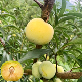 尔澜带盆栽好蜂糖李子树苗露天庭院阳台种植李子苗果树苗木源头直发