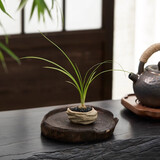 八芽海岛罗汉松指尖微型盆栽桌面小绿植迷你拇指好养植物源头直发包邮 凌云酒瓶兰 陶瓷盆-带盆栽好